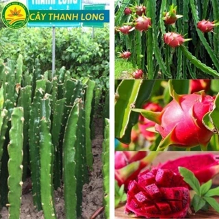 Cây giống Thanh long ruột đỏ siêu sai trái, năng suất cao