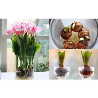 CỦ HOA TULIP NHIỀU MÀU tặng kèm hạt hoa - Bách Điền Shop Hoa