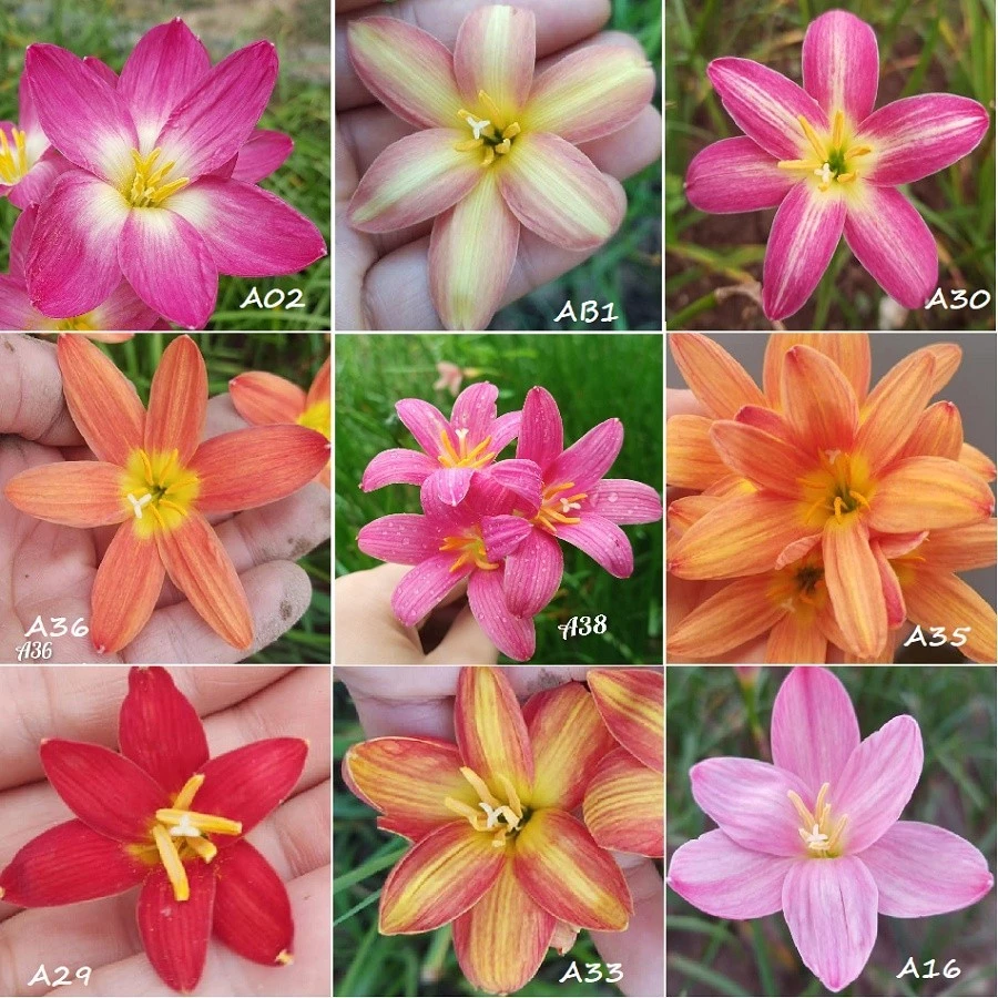 Tổng hợp Củ hoa huệ mưa ngoại siêu hoa Úc,Thái Lan nhiều màu, size hoa_Củ tóc tiên ngoại siêu dễ sống - Chuẩn Màu Hoa