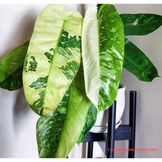 Mini size Philodendron Jose Buono - Kiểng lá