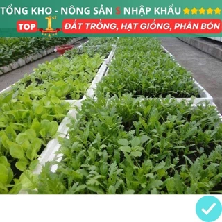 Hạt Giống Rau Cải Cúc - Tần Ô F1 Dễ Trồng Dễ Chăm Sóc Chịu Nhiệt Tốt Nảy Mầm Cao