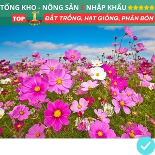 Hạt Giống Hoa Sao Nháy Mix Gói 200 Hạt nhiều màu đẹp dễ trồng