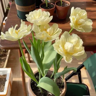 Củ hoa tulip màu mới 20 ngày có hoa 1 củ - Củ Giống chuẩn _củ giống Ngân Hà