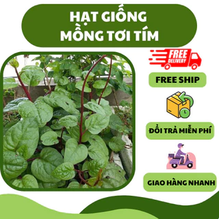 Hạt giống rau mồng tơi tím (2.5 gram) - giàu dinh dưỡng, dễ trồng, năng suất cao