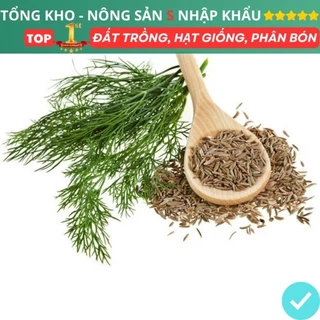 Hạt giống thì là f1 bốn mùa chịu nhiệt dễ trồng dễ chăm sóc