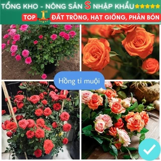 Hạt Giống Hoa Hồng Tỉ Muội F1 loại mix nhiều màu hoa nở đẹp dễ trồng dễ chăm sóc hoa nở 4 mùa quanh năm