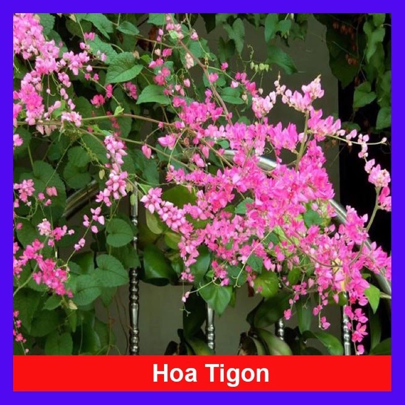 Cây hoa tigon - cây cảnh sân vườn