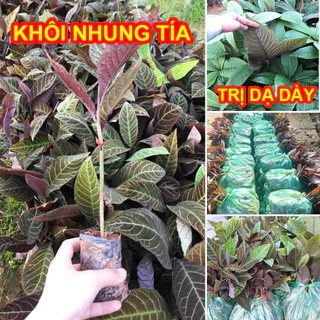 CÂY GIỐNG KHÔI NHUNG TÍA- CÂY DƯƠC LIÊU CHŨA BÊNH ( ảnh thât như hình )