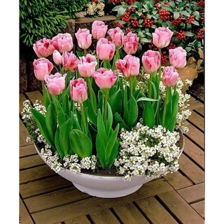 CỦ HOA TULIP HÀ LAN SIZE TO 6-7 CM NHIỀU MÀU (RA HOA SAU 20-25 NGÀY) - Bách Điền Shop Hoa _Mai trang