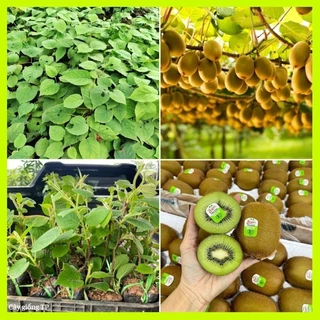 cây giống kiwi nhanh cho quả (vườn của các loại cây)