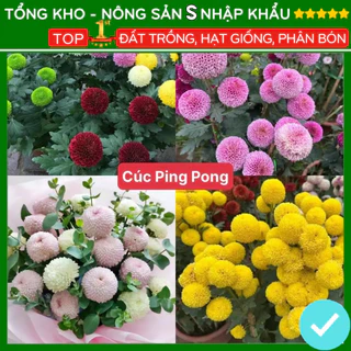 Hạt giống hoa cúc ping pong F1 mix 7 màu hoa nở đẹp dễ trồng tỉ lệ nảy mầm cao