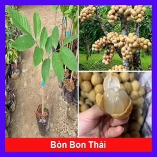 Cây Bòn Bon Thái - cây ăn quả (vườn của các loại cây)