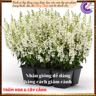 Chậu hoa hương dạ thảo trắng lưu ly ️💎Siêu thị KM