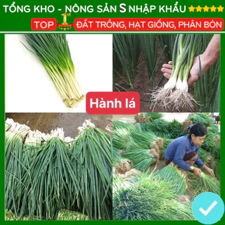 Hạt giống rau hành lá dễ trồng kháng bệnh tốt F1 năng suất cao [gói 300 hạt] nông sản S