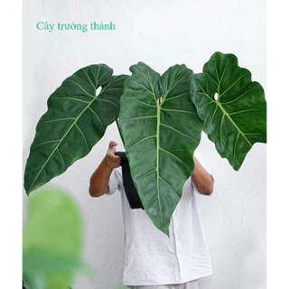 🍃🍃 Mini size Philodendron Maximum size  chậu | Cây trầu bà | Kiểng lá