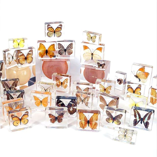 Real Butterfly Specimen Ornaments Insect Specimens Spread Wings Standard Monarch Student Science Education Preserved Species Dragonfly Natural box Colorful Mixed Pretty Teaching` F