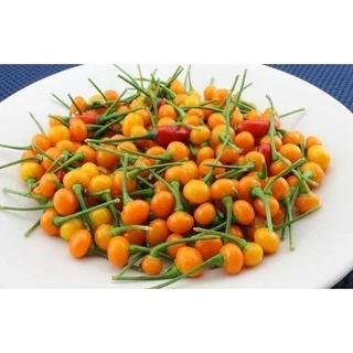 Hạt Giống Ớt Aji Charapita/ Ốt Peru Mắc Nhất Thế Giới Giống Chuẩn (5 Hạt) -[MUA 3 TẶNG 1 CÙNG LOẠ] - Dễ Trồng, Siêu Cay