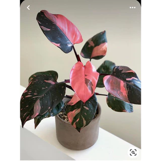 Cây trầu Bà Hồng Nương – Philodendron Pink Princess - Cây ảnh kiểng lá --jennie Hương Đàm