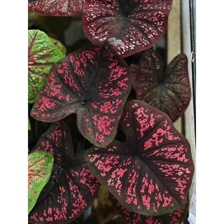 Cây giống môn caladium sritheparat - môn nền đen đốm Hồng đỏ sang chảnh kiểng lá sưu tầm thái lan _ - Cây Cảnh Minh Sang