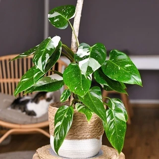 Cây kiểng lá trầu bà công chúa trắng(Trầu bà đột biến)-Philodendron White Princess - Cây Cảnh Minh Sang