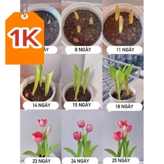 DEAL 1K Củ giống hoa Tulip (tuy líp) 20 ngày cho hoa _củ giống tốt