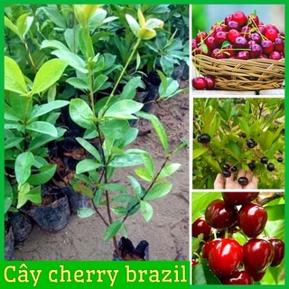 Cây cherry ( chery) Brazil lùn dễ trồng chịu nhiệt tốt (cây ăn quả 3 miền)