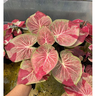 Cây giống môn caladium sen tuyết - môn kiểng sưu tầm thái lan