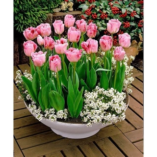 CỦ HOA TULIP HÀ LAN SIZE TO 6-7 CM NHIỀU MÀU (RA HOA SAU 20-25 NGÀY)- TRỒNG ĐẤT VÀ CÓ MẦM SẴN