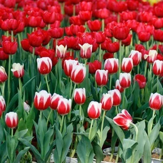 Bộ 5 củ giống hoa tulip hoa màu trắng pha đỏ - TLTPD
