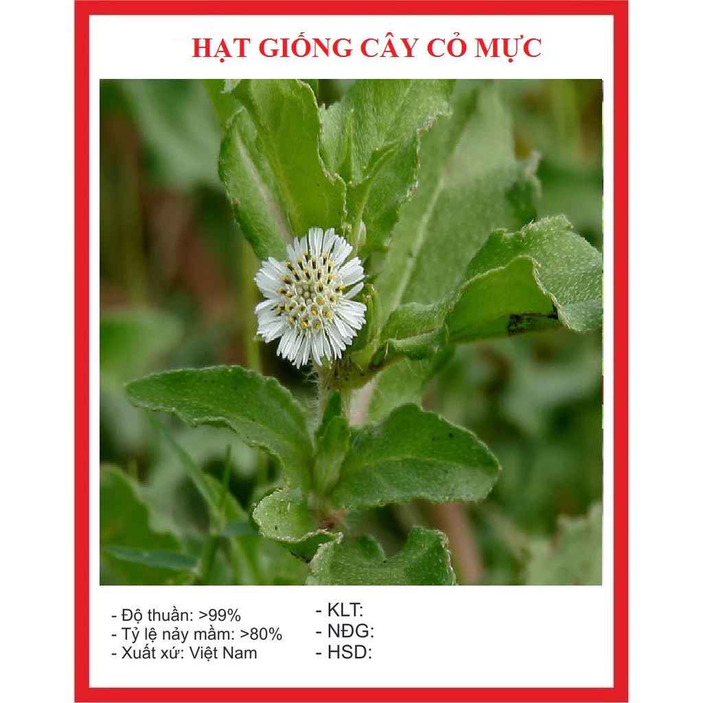 Hạt giống cây cỏ mực, nhọ nồi (50 hạt) - [MUA 3 TẶNG 1 CÙNG LOẠI] - dược liệu, tốt cho sức khoẻ