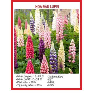 Hạt giống hoa đậu lupin nhiều màu (50 hạt) - [MUA 3 TẶNG 1 CÙNG LOẠI] - màu sắc rực rỡ, trang trí sân vườn