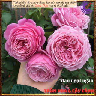 Chậu hoa hồng Soeur Emmanuelle to đẹp️️🥁Vườn Đẹp Nhà Xinh