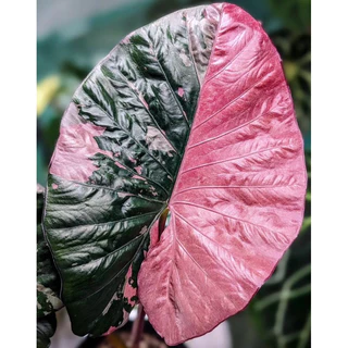 Cây giống Alocasia Serendipity  Variegated - kiểng lá sưu tầm thái Lan - Môn Cảnh Nhập Khẩu