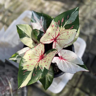 cây giống  caladium chumnum - kiểng lá sưu tầm