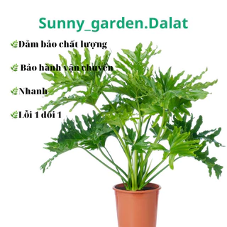 Trầu bà thanh xuân cây giống- Philodendron Selloum Split _Thích làm vườn cs1