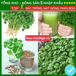 Hạt giống rau mùi (ngò rí) gói 200 hạt năng suất cao dễ trồng kháng bệnh tốt