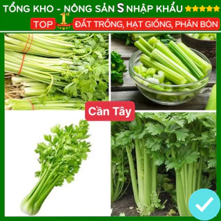 Hạt giống cần tây năng suất cao F1 kháng sâu bệnh dễ trồng dễ chăm sóc