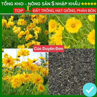 Hạt giống hoa cúc duyên đơn F1 hoa đẹp dễ trồng tỉ lệ nảy mầm cao