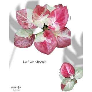 Cây giống Caladium Sapcharoen lá tròn - môn kiểng lá sưu tầm --jenie Hương Đàm