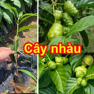 Cây giống Nhàu hỗ trợ bệnh tiểu đường, tăng huyết áp, mua 5 tặng 1- Thế Giới Dược Liệu