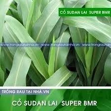 Hạt giống cỏ Sudan Super BMR - Cỏ Ngô (gói 500g) _TH 789