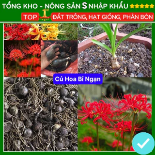 Củ hoa bỉ ngạn bông nở to đều đẹp dễ trồng đễ chăm sóc