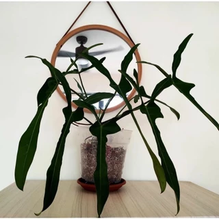 Philodendron Longilobatum ' Lelano Miyano ' - Cây Cảnh Minh Sang