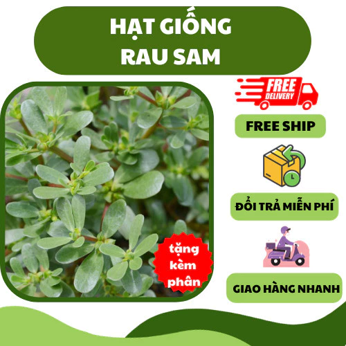 Hạt giống rau sam (1 gram)  gói mini - thơm ngon, giàu dinh dưỡng, trồng quanh năm - H2t Farm