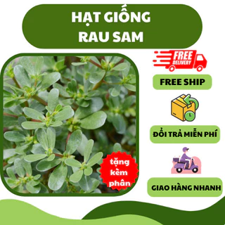 Hạt giống rau sam (1 gram)  gói mini - thơm ngon, giàu dinh dưỡng, trồng quanh năm - H2t Farm