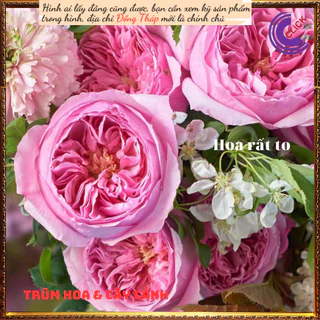 Chậu hoa hồng Carey hoa to ngọt ngào⏰Yêu Nhà Yêu Hoa