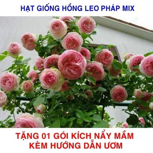 Gói 20 Hạt giống hoa Hồng leo Pháp mix (Tặng hạt hoa Hướng Dương, hướng dẫn ươm)