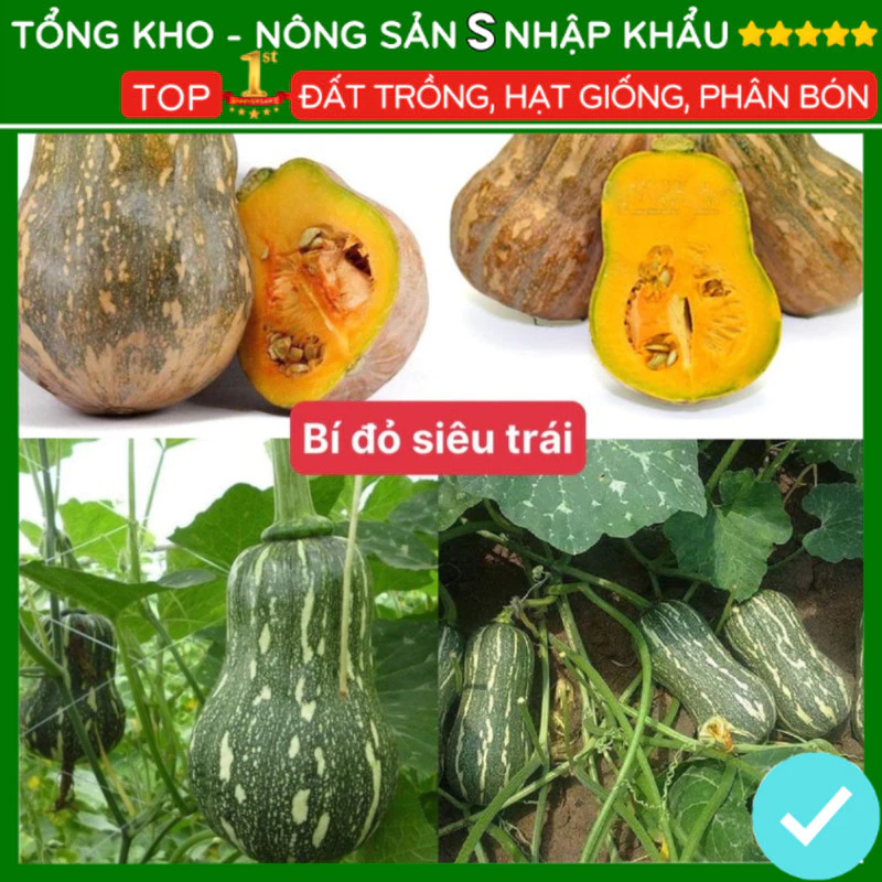 Hạt giống bí đỏ năng suất cao siêu trái F1 dễ trồng kháng bệnh tốt trái to đều [gói 15 hạt]