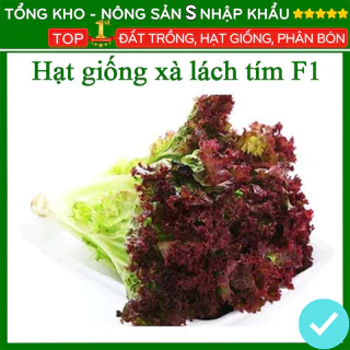 Hạt giống rau xà lách tím tỉ lệ nảy mầm nhanh F1 dễ trồng dễ chăm sóc kháng sâu bệnh