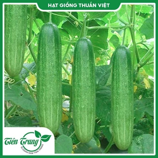 Hạt giống Dưa Chuột Nếp